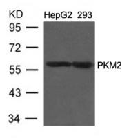 PKM2 Antibody