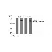 STAT3(Phospho-Ser727) Antibody