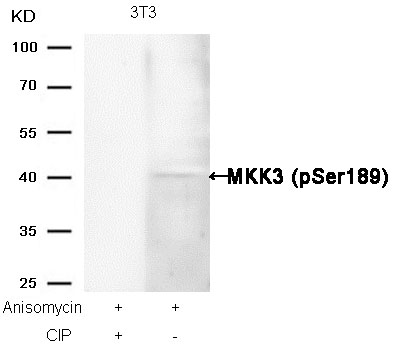 MKK3(Phospho-Ser189) Antibody - Absci