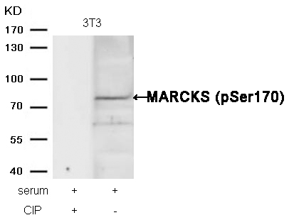 MARCKS(phospho-Ser170) Antibody - Absci
