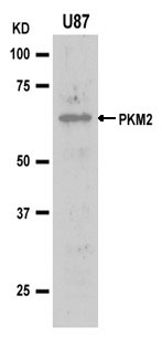 PKM2 Antibody - Absci