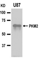 PKM2 Antibody - Absci