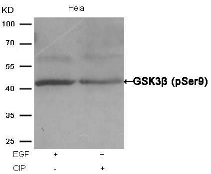 GSK3β(Phospho-Ser9) Antibody - Absci