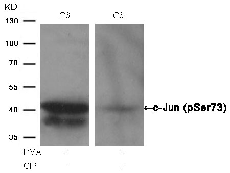 c-Jun(Phospho-Ser73) Antibody - Absci
