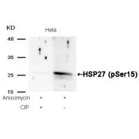 HSP27(Phospho-Ser15) Antibody
