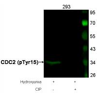 CDC2(Phospho-Tyr15) Antibody