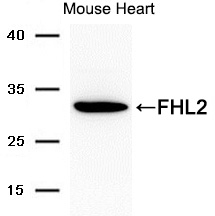 FHL2 Antibody - Absci