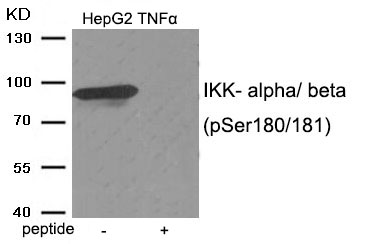 IKK- alpha/ beta (Phospho-Ser180/181) Antibody - Absci