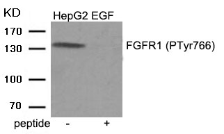 FGFR1 (Phospho-Tyr766) Antibody - Absci