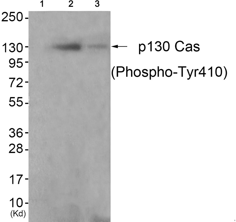 p130 Cas (Phospho-Tyr410) Antibody - Absci