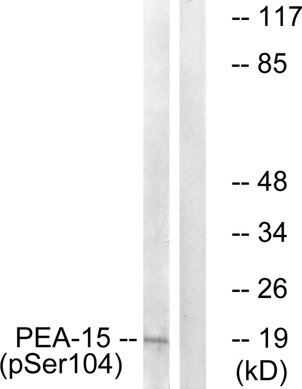 PEA-15 (Phospho-Ser104) Antibody - Absci