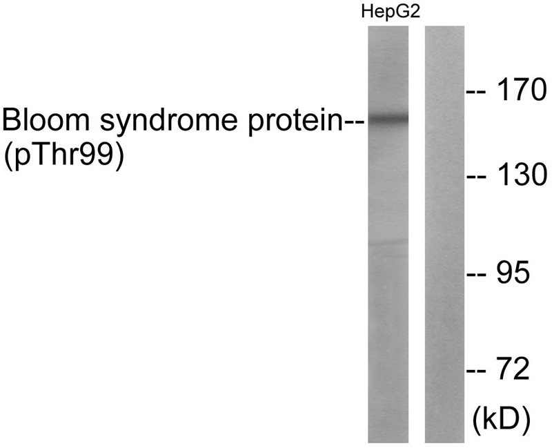 Bloom Syndrome (Phospho-Thr99) Antibody - Absci