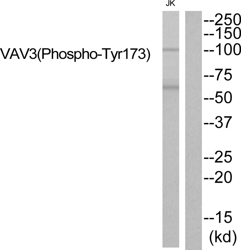 VAV3 (Phospho-Tyr173) Antibody - Absci