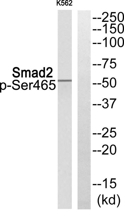 Smad2 (Phospho-Ser465) Antibody - Absci