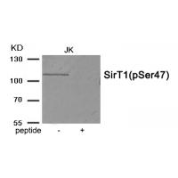 SirT1 (Phospho-Ser47) Antibody