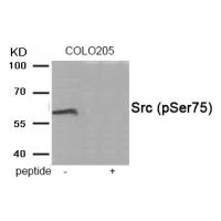 Src (Phospho-Ser75) Antibody
