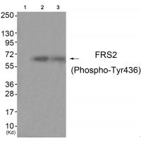 FRS2 (Phospho-Tyr436) Antibody