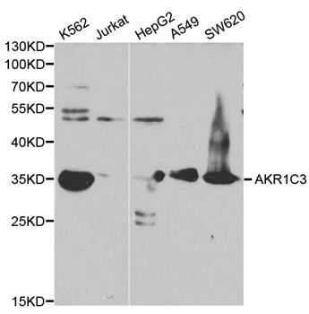 AKR1C3 Antibody - Absci