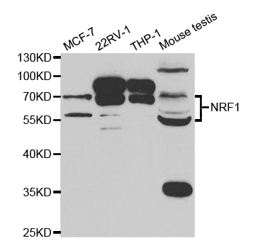 NRF1 Antibody - Absci