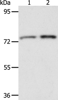ACOX2 Antibody - Absci