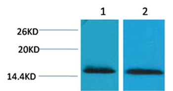Histone H2B(Tri-Methyl-Lys43) Rabbit Polyclonal Antibody - Absci