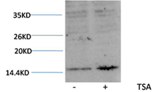 Histone H3(Acetyl-Lys27) Rabbit Polyclonal Antibody - Absci