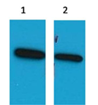 ECFP Mouse Polyclonal Antibody - Absci