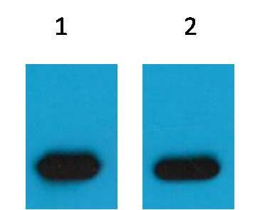 mCherry Mouse Polyclonal Antibody - Absci