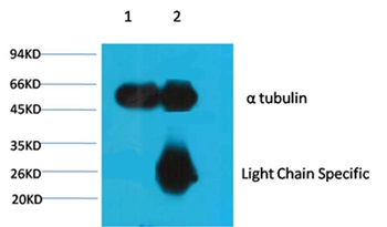 α-tubulin Mouse Monoclonal Antibody - Absci