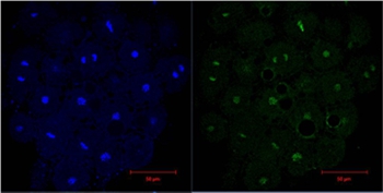 Histone H3 Mouse Monoclonal Antibody - Absci