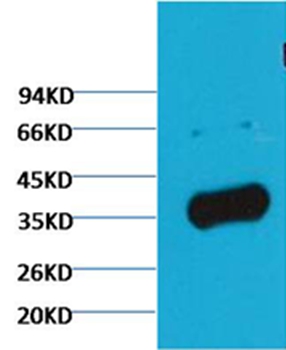 GAPDH Rabbit Polyclonal Antibody(Zebrafish Specific) - Absci