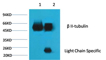 β II tubulin Mouse Monoclonal Antibody (Rodent Preferred) - Absci
