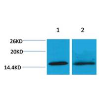 Histone H4(Tri-Methyl-Lys20) Rabbit Polyclonal Antibody