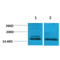 Histone H4(Di-Methyl-Lys59) Rabbit Polyclonal Antibody