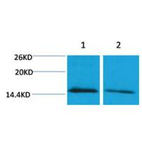 Histone H4(mono-Methyl-Lys79) Rabbit Polyclonal Antibody