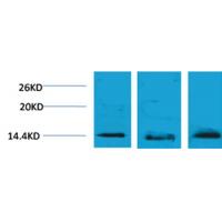 Histone H2B(Tri-Methyl-Lys5) Rabbit Polyclonal Antibody