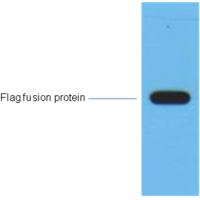 Flag-Tag Mouse Monoclonal Antibody