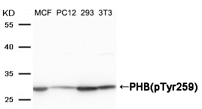 PHB(Phospho-Tyr259) Antibody - Absci