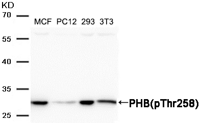 PHB(Phospho-Thr258) Antibody - Absci