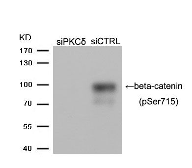 beta-catenin (Phospho-Ser715) Antibody - Absci