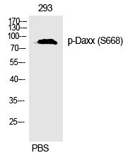 Daxx (Phospho-Ser668) Polyclonal Antibody - Absci