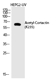 Cortactin (Acetyl-Lys235) Polyclonal Antibody - Absci
