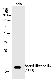 Histone H3 (Acetyl-Lys123) Polyclonal Antibody - Absci