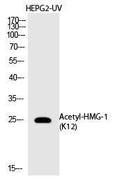 HMG-1 (Acetyl-Lys12) Polyclonal Antibody - Absci