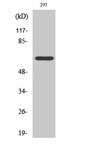 ARMCX2 Polyclonal Antibody - Absci