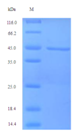 Recombinant Human Zona pellucida sperm-binding protein 3 - Absci