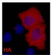 HA-Tag Monoclonal Antibody(1B10) - Absci