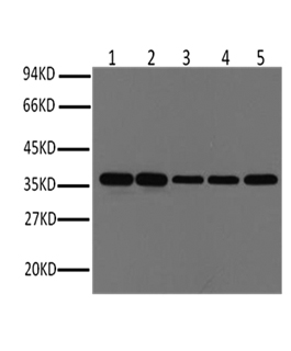 GAPDH Monoclonal Antibody(2B8)