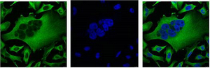 β-Tubulin Monoclonal Antibody(5G3) - Absci