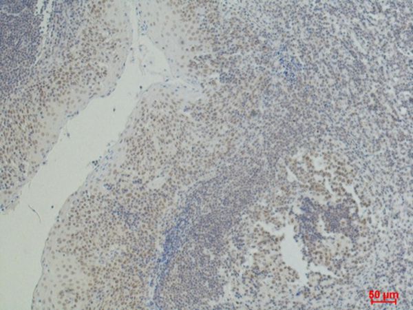 CD2 Monoclonal Antibody(3F3)